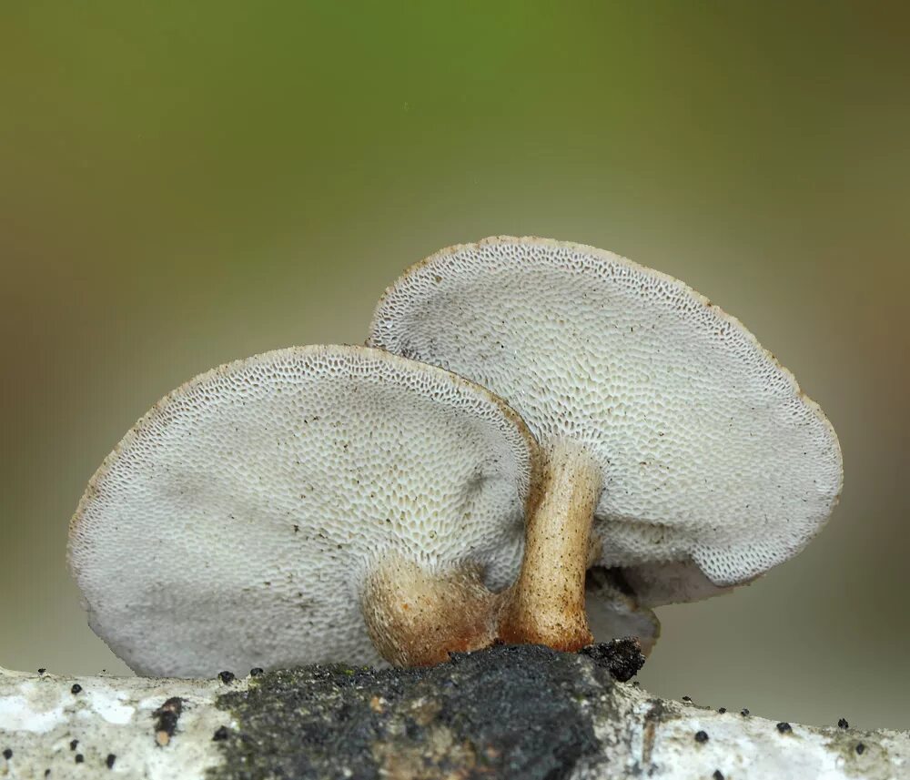 Трутовик споры. Polyporus brumalis. Трутовик (Polyporus rhizophilus). Трутовик корнелюбивый. Трутовик зимний.