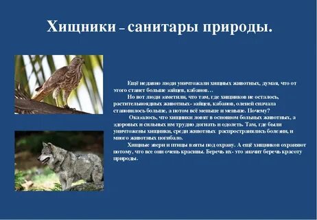 Какая роль хищников в природе