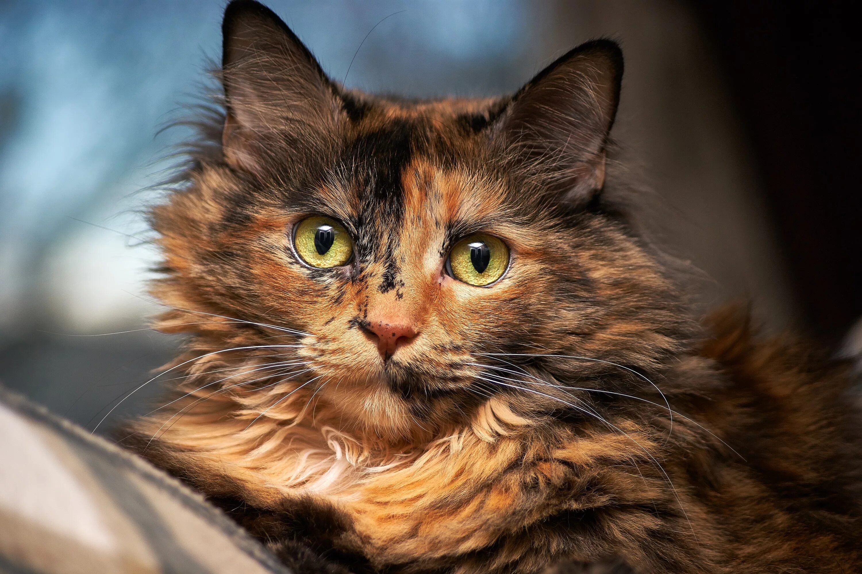 Рыжая кошка с черными пятнами порода. Сибирская черепаховая кошка. Черепаховая пушистая кошка. Мейн кун трехцветный. Рыжая черепаховая кошка.