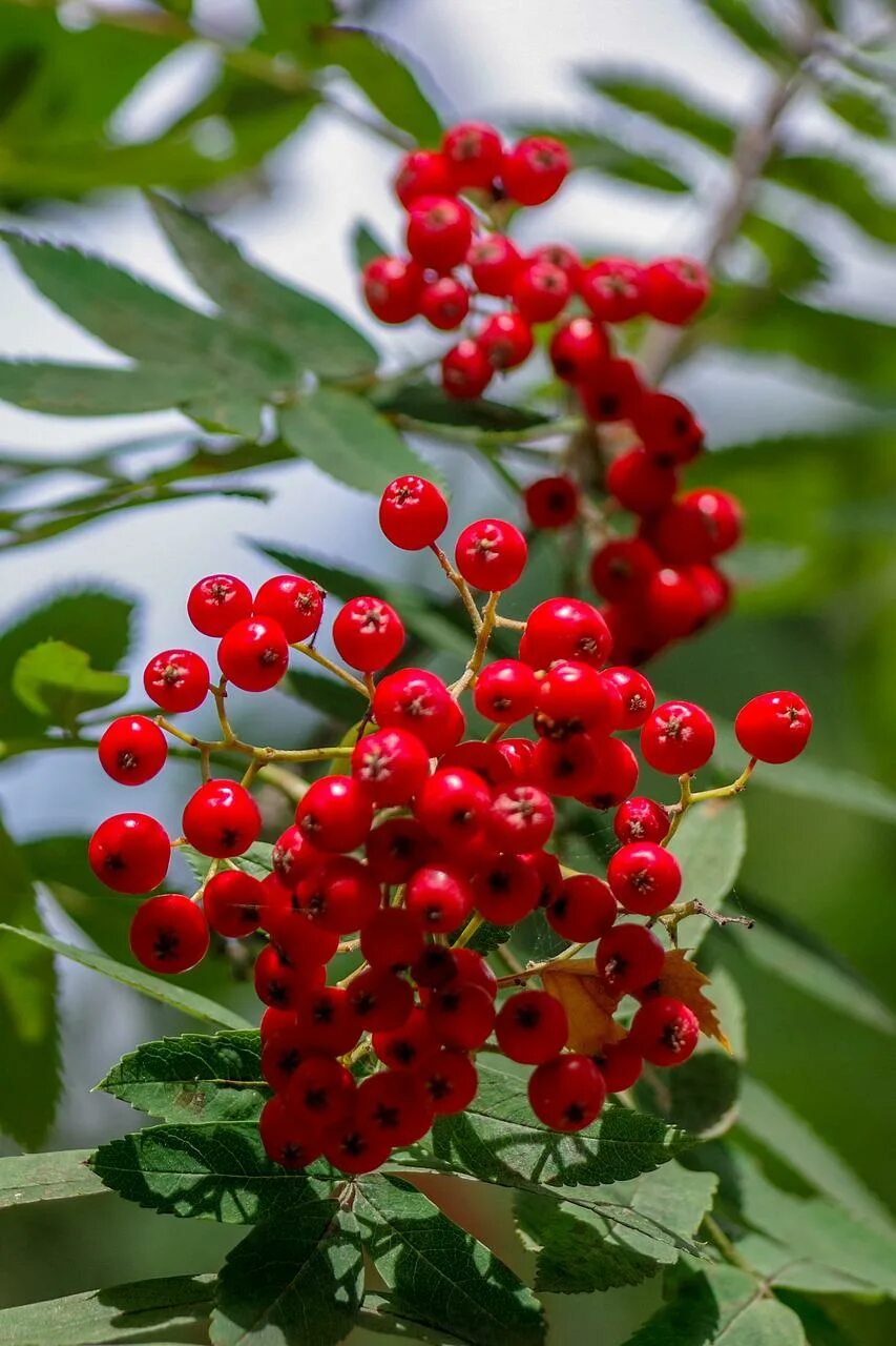 Рябина Sorbus 'Red Tip'. Рябина поддуболистная. Рябина Red Robin. Рябина красная дерево.