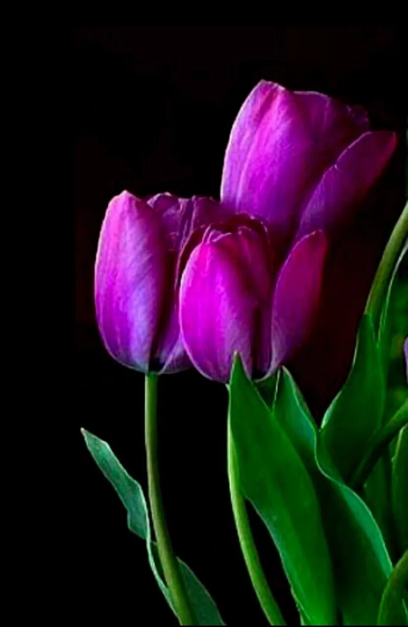 Что означают фиолетовые тюльпаны. Тюльпан Вайолет Берд. Фиалковые тюльпаны. Лиловые тюльпаны. Тюльпан Purple exotic.