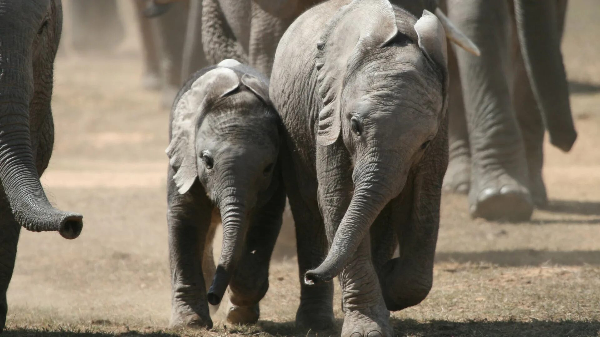 Слон сбоку. Elephants about. Язык слна. Elephant friends