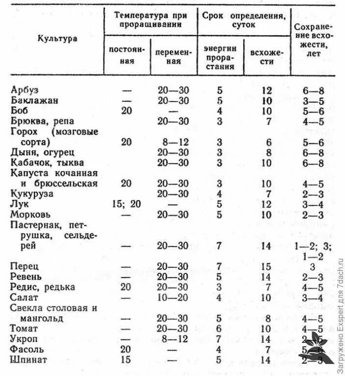 Оптимальная температура для огурцов в открытом грунте