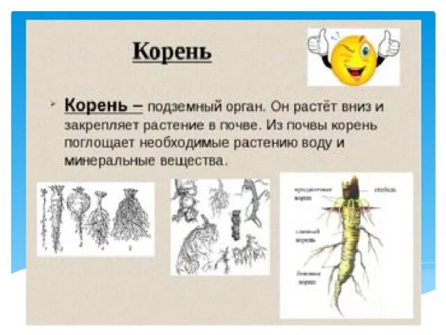 Окружающий мир корень