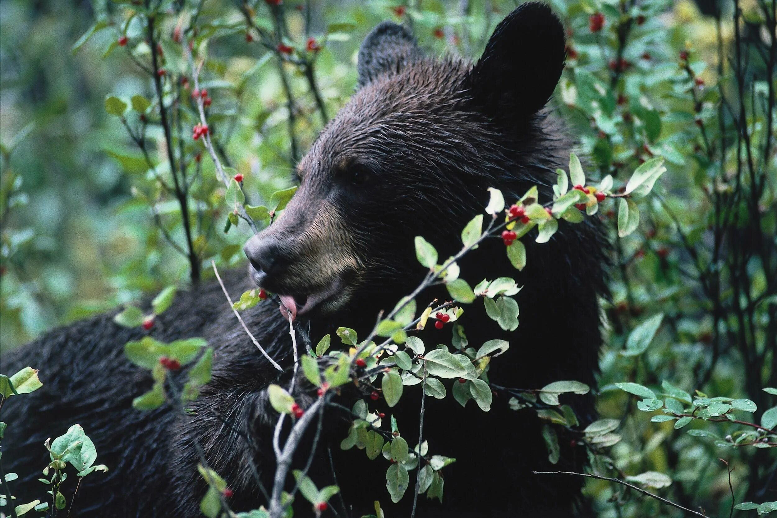 Медведь съедобный. Бурый медведь питается. Медведь ест малину. Медведь и ягоды. Медведь ест ягоды.