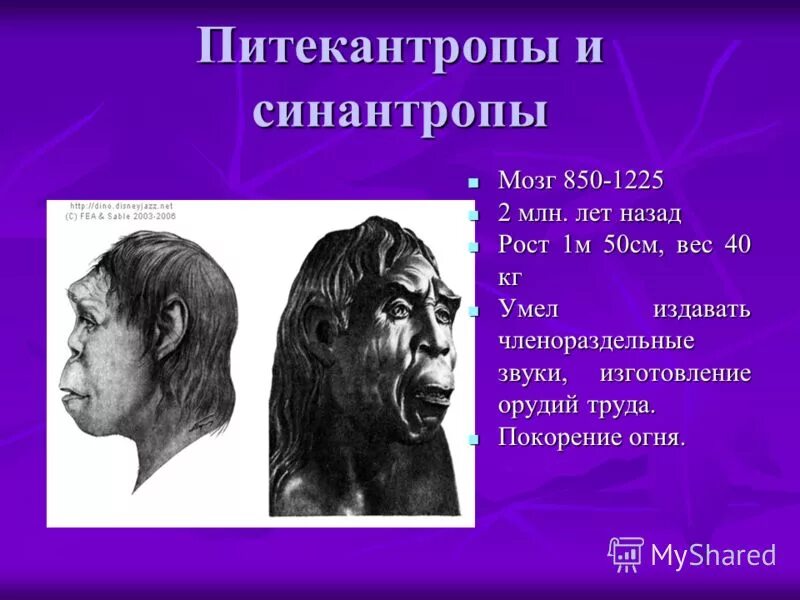 питекантроп синантроп. человек выпрямленный характеристика. питекантропы и синантропы. питекантроп антропогенез. питекантроп синантроп неандерталец кроманьонец таблица.