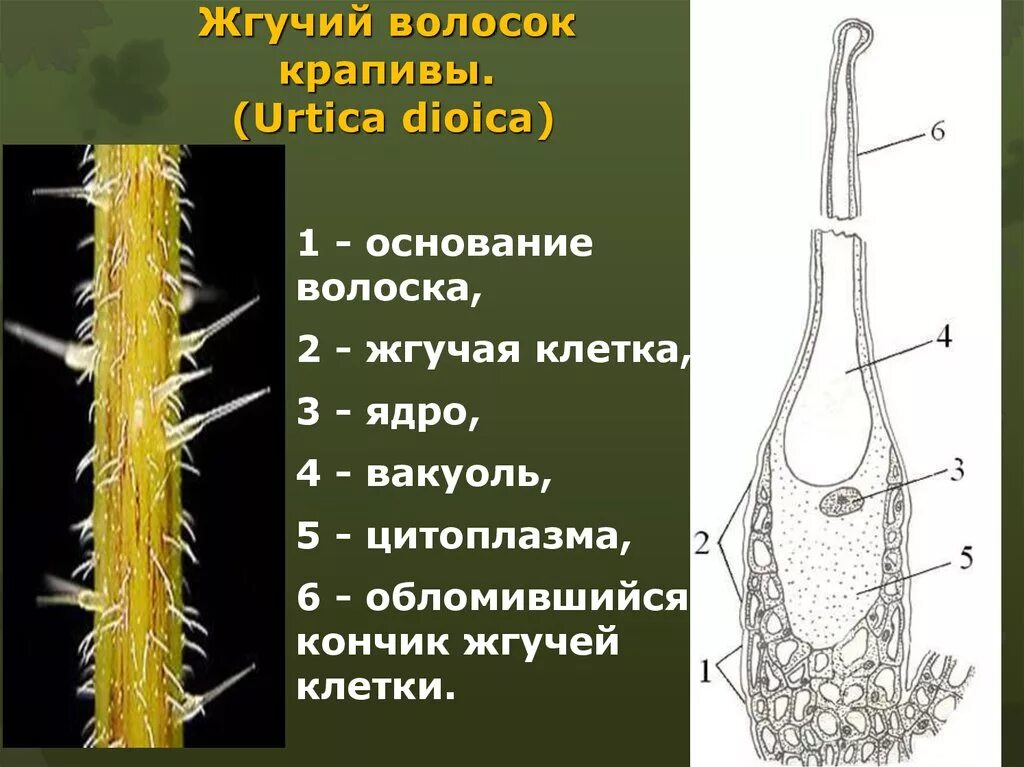 Строение эмергенцев крапивы. Жгучие волоски крапивы двудомной. Жгучий волосок листа крапивы. Строение волоска крапивы