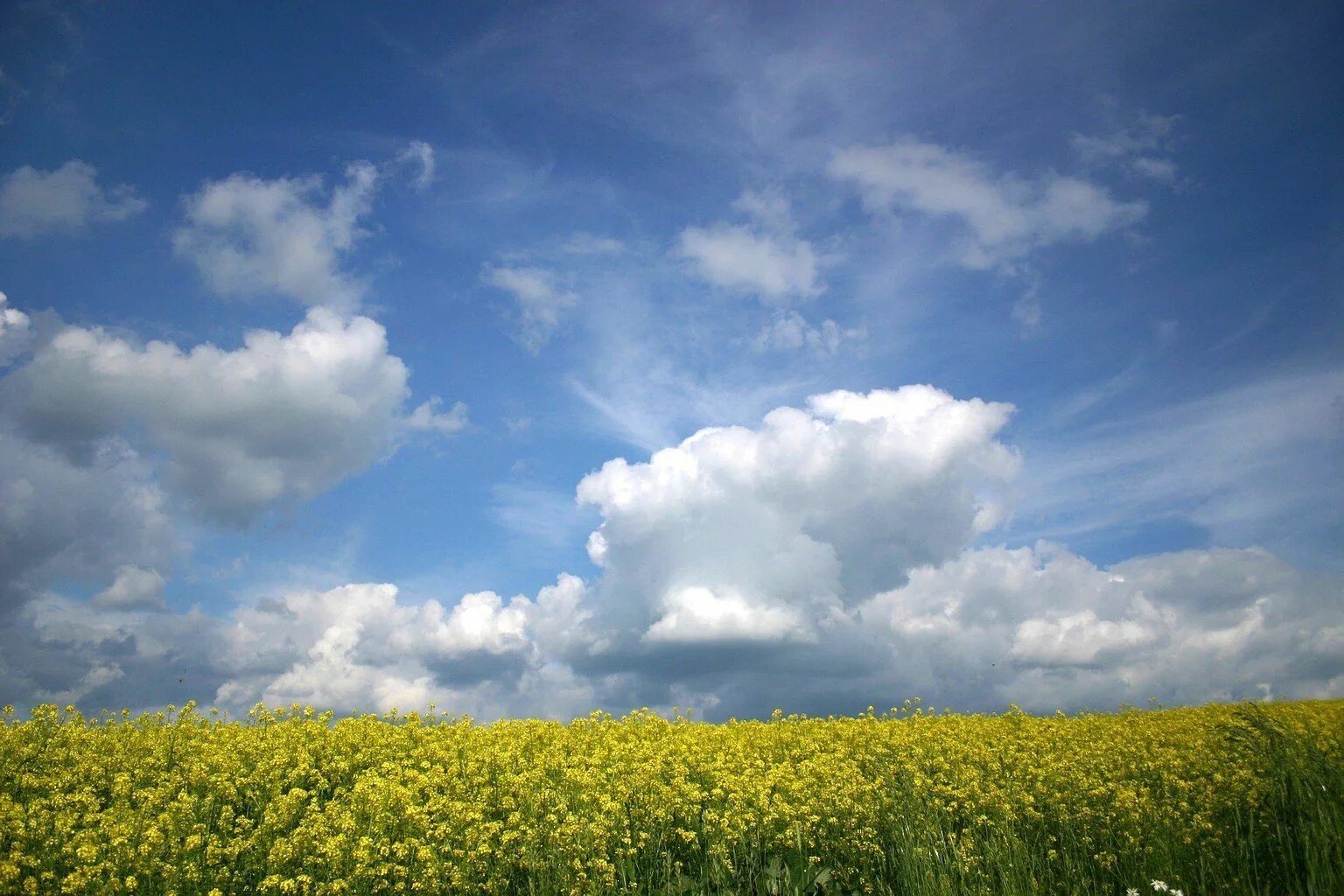 Песню небо голубое поле. Летнее небо с облаками. Природа небо. Поле и небо. Поле и небо Украина.