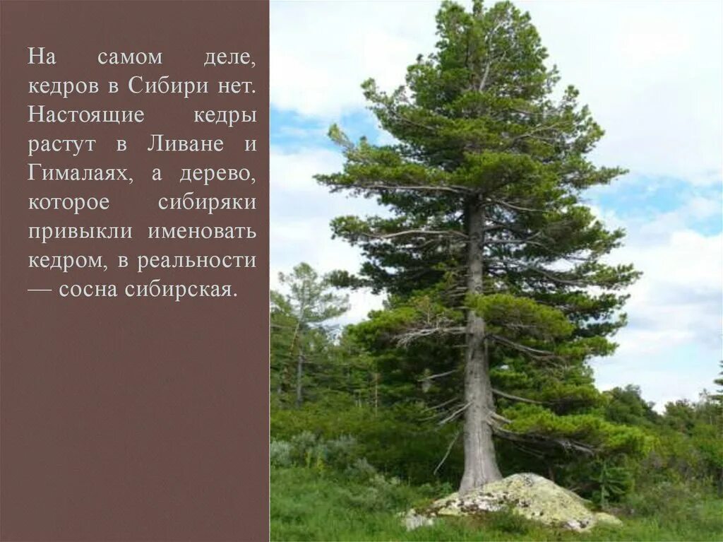 Редкие деревья книга. Сибирский кедр деревья России. Деревья Кировской области сосны. Сибирский кедр высота дерева. Сибирский кедр растет.