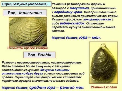 Ракушка название и формула