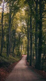 Картинки парк лес
