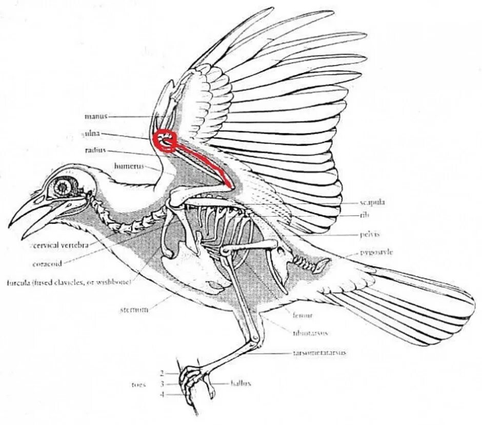 Скелет птицы анатомия. Строение скелета вороны. Строение птицы анатомия. Скелет синицы строение. Внутреннее строение орла