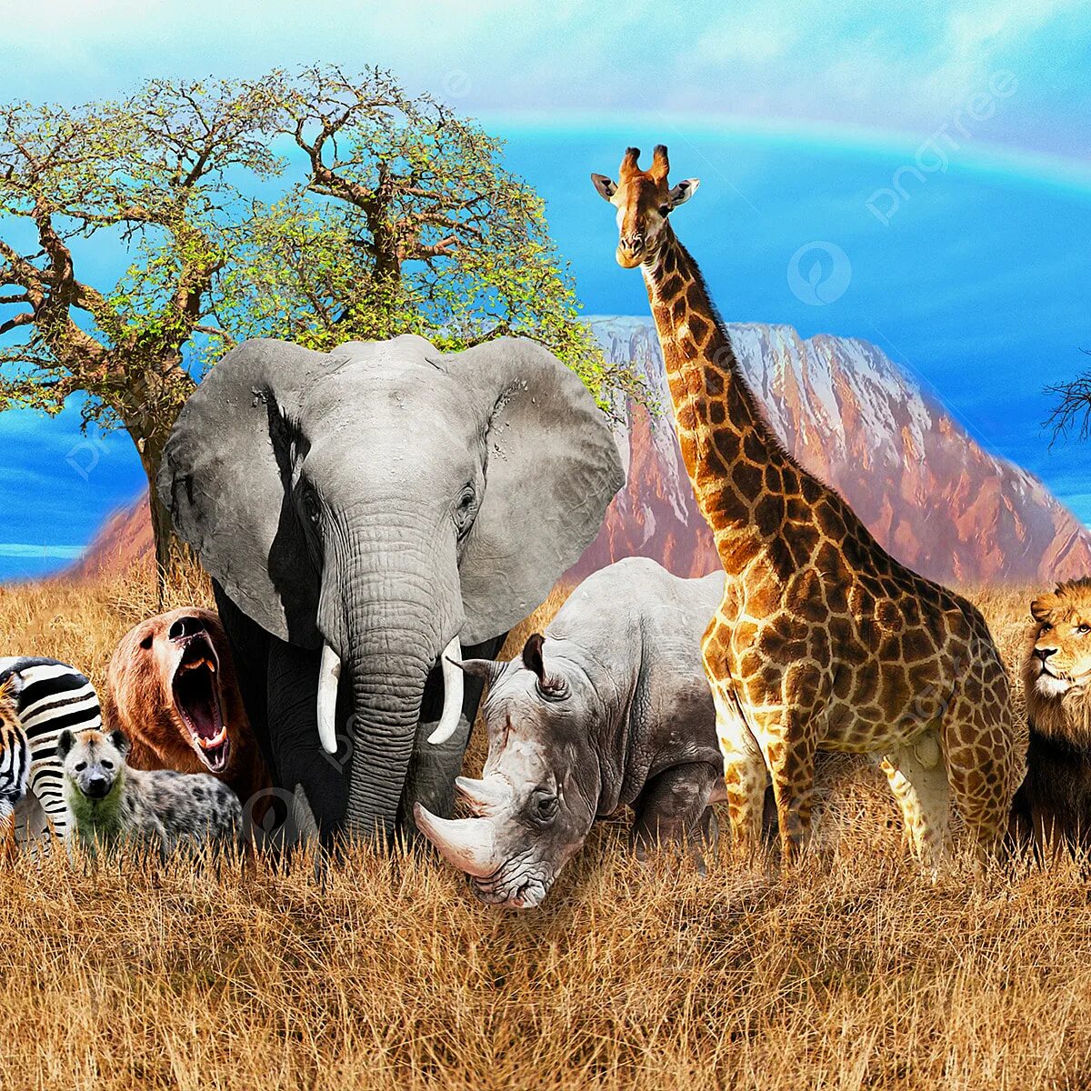 Африка природа и животные. Звери Африки. Фон животные. Фон Африка.