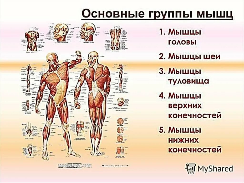 Основные группы мышц. Основные группы мышц туловища. Основные группы мышц человеческого тела. Перечислите основные мышечные группы.