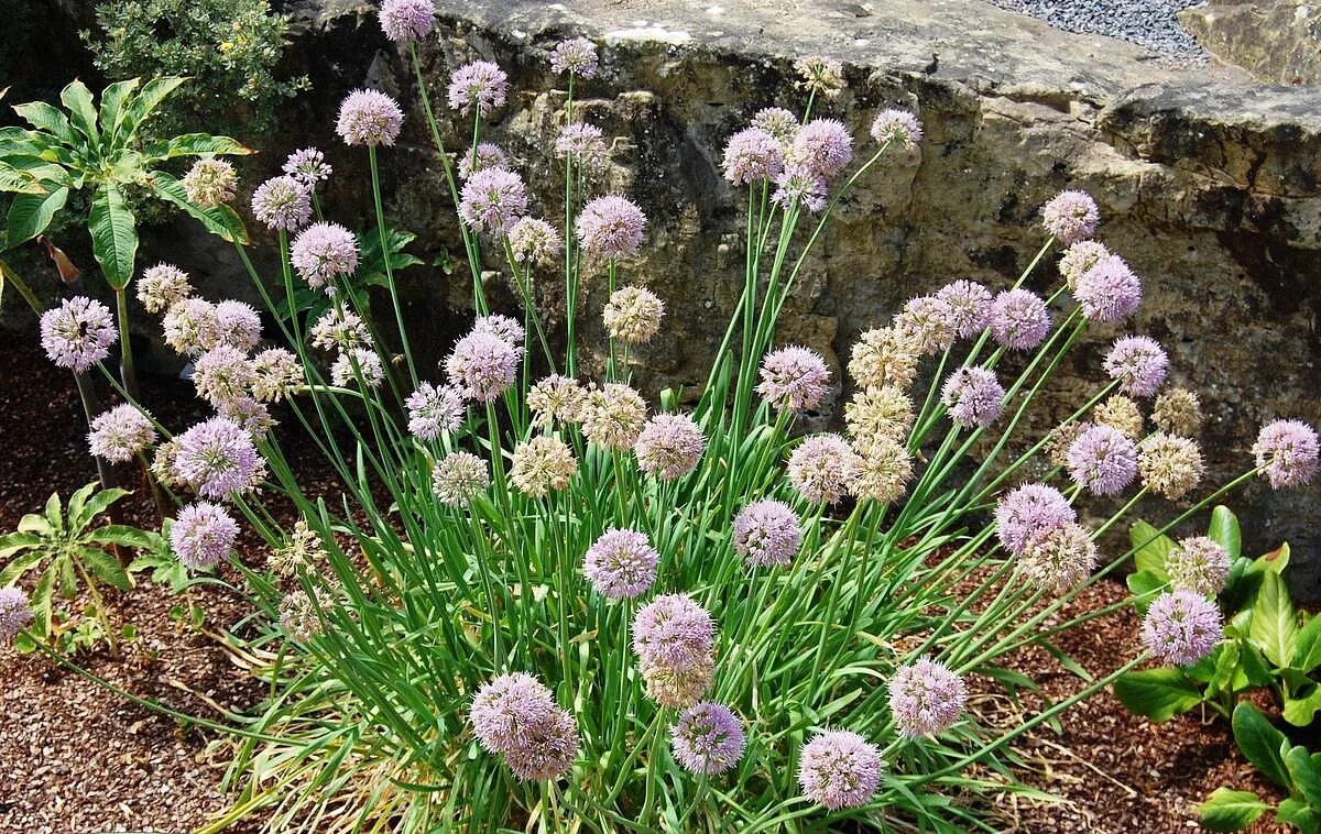 Лук поникающий слизун. Лук поникающий (слизун) (Allium Nutans). Шнитт слизун. Лук слизун Мангыр. Декоративные луки семенами