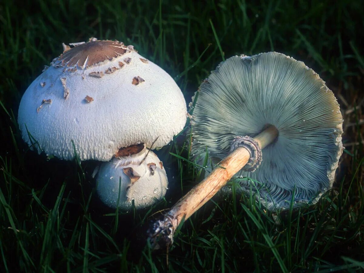 Зонтик свинцовошлаковый (Chlorophyllum molybdites). Хлорофиллум свинцовошлаковый гриб. Гриб зонтик поганка. Груздь мавроголовый млечник древесинный. Поганки 7