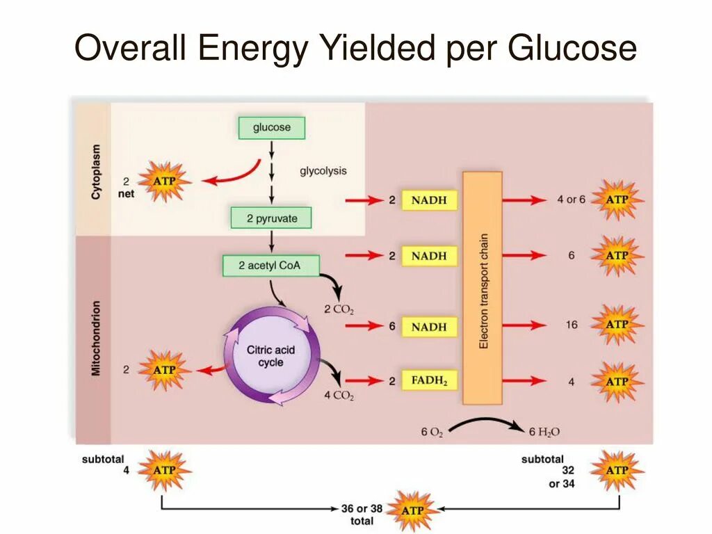 Образуется 2 атф в гликолизе. Цикл Кребса выход АТФ. Этапы энергетического обмена цикл Кребса. Цикл Кребса АТФ количество. Энергетический выход цикла Кребса АТФ.