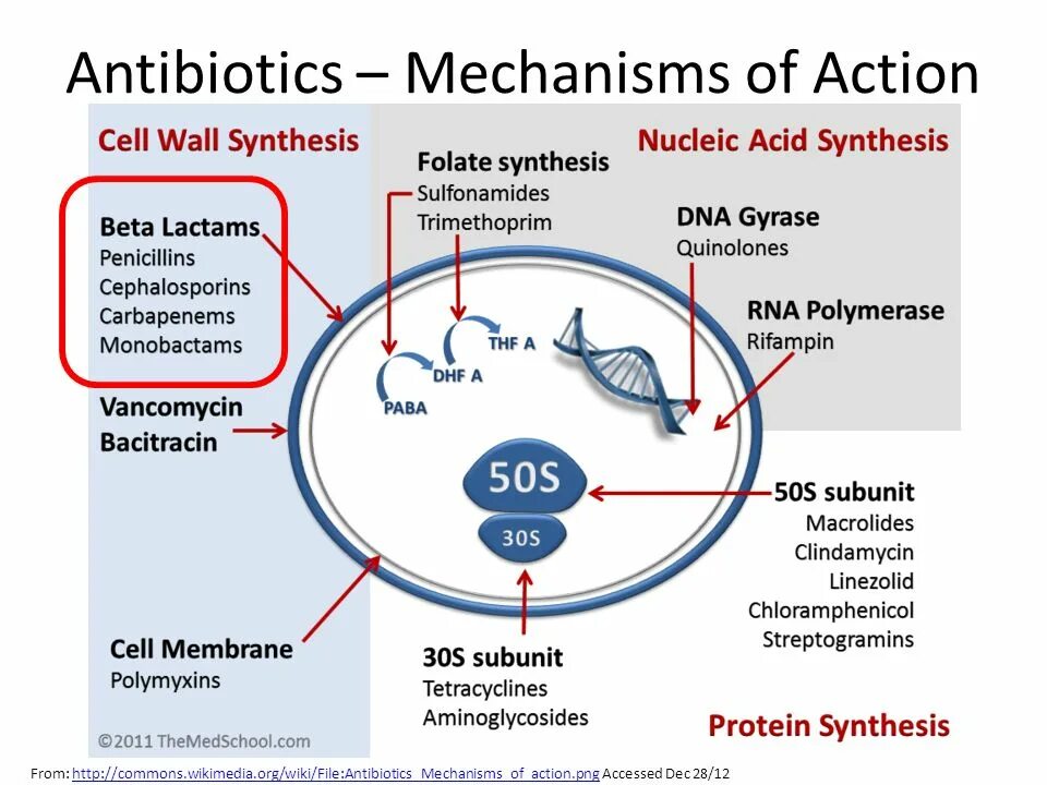 Mechanism of action. Mechanism of Antibacterial Action of penicillins. Antibiotics mechanism. Aminoglycosides mechanism of Action. Mechanism of Action of chloramphenicol.