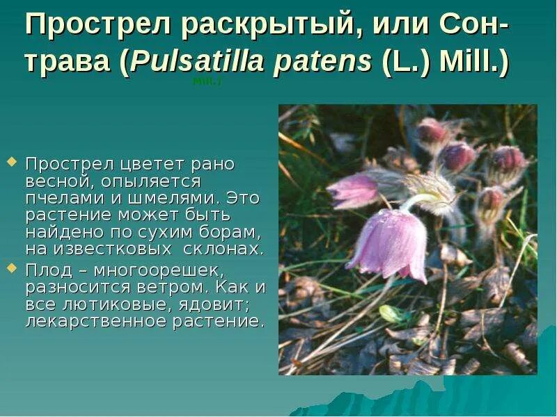 Расскрытую или раскрытую