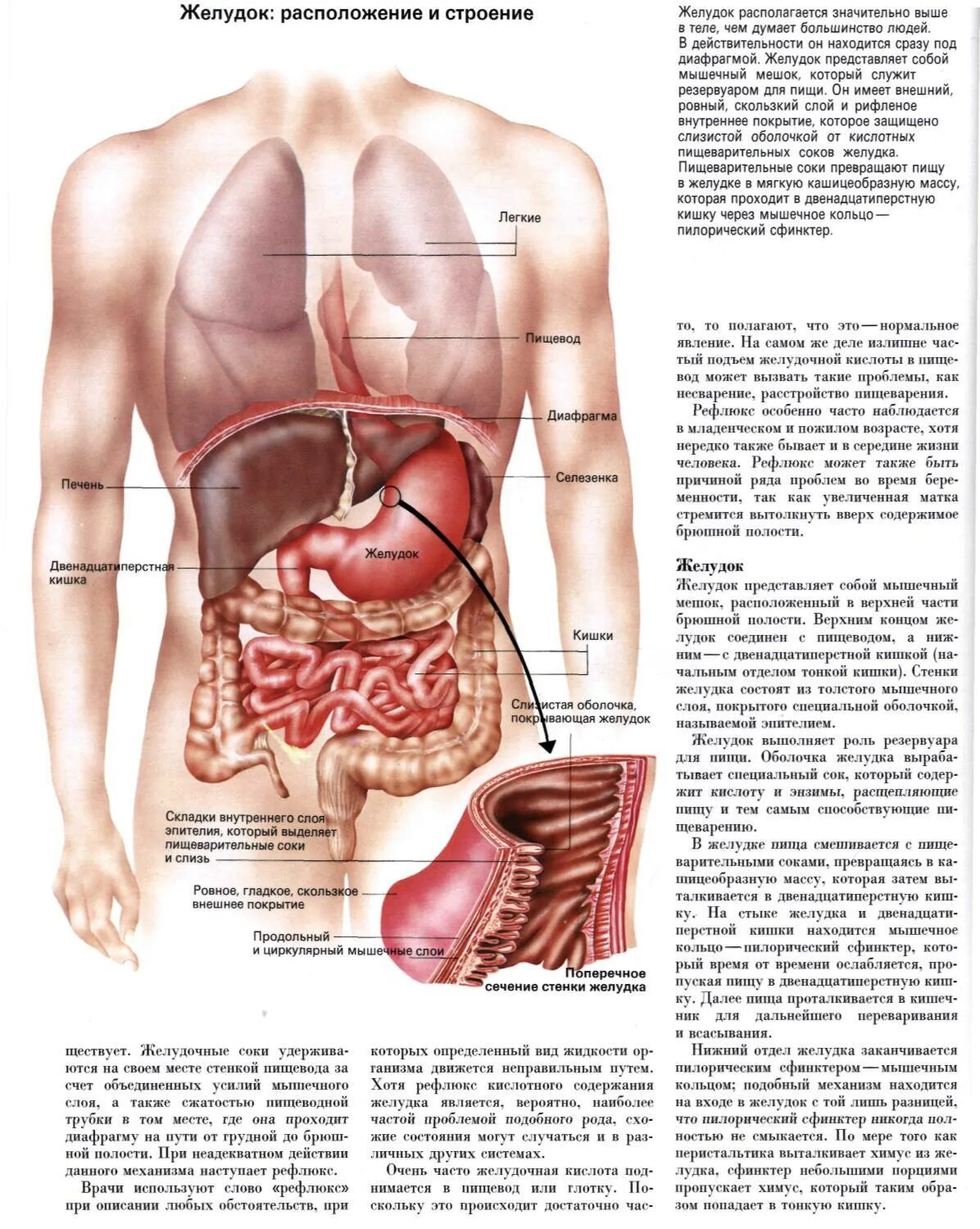 Какие органы у человека с левой. Расположение органов брюшной полости поджелудочная. Желудок человека расположение. Желудок анатомия расположение. Расположение желудка в брюшной полости человека.