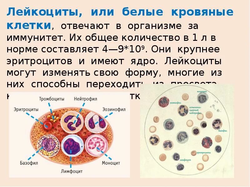 Строение лейкоцитов. Эритроциты лейкоциты тромбоциты ЕГЭ биология. Строение клетки крови. Лейкоциты в крови человека. Величина лейкоцитов человека