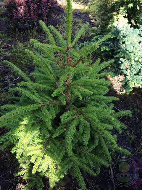 Picea omorika pimoko. Ель оморика медуза. Picea omorika medusa ель сербская. Ель оморика берлинер випер. Ель медуза на штамбе.