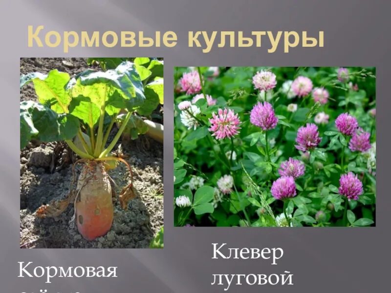 Клевер кормовая культура. Тимофеевка Клевер люцерна кормовая свекла. Кормовые культуры 3 класс. Кормовые культуры растений 3 класс. Люцерна лен кормовая свекла