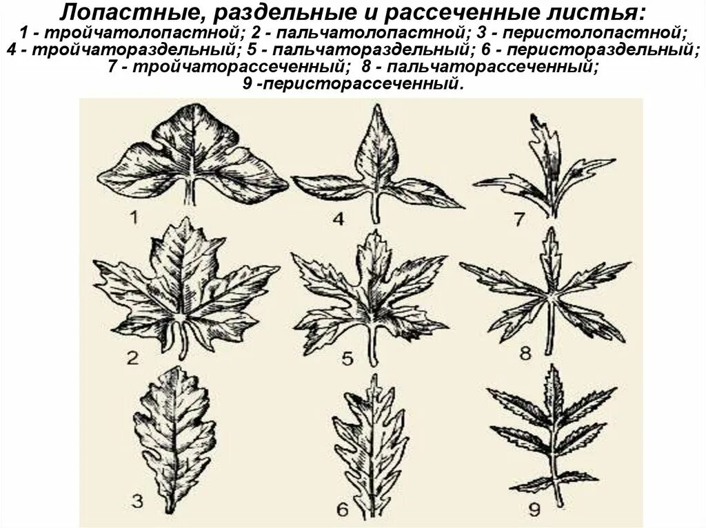 Сегменты листа. Перисто рассеченные листья. Пальчато раздельный лист. Перисто лопастная форма листа.