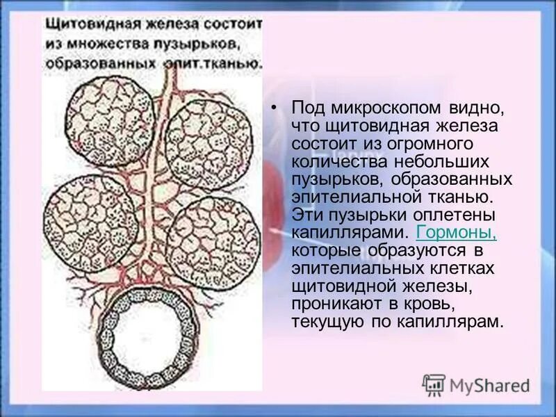 необычные пузыри. строение окаймленных пузырьков. мыльные пузырьки. пузырь образуется. акантолитическая пузырчатка гистология.