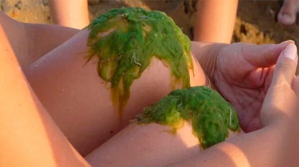 Водоросль камка в Анапе. Морская трава камка. Цветение водорослей в Анапе. Анапа море водоросли.