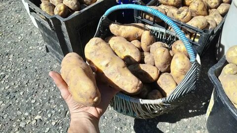 Сорт картофеля лапоть