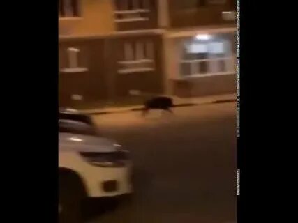 Я увлекся преследованием диких кабанов и заблудился