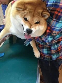 Шибу ину мем