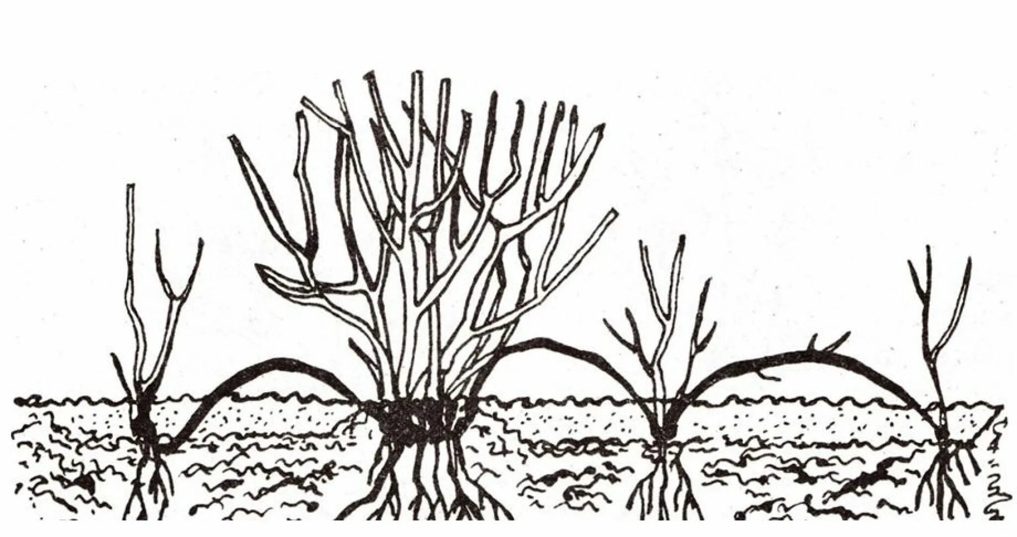 Как черенковать плетистую розу летом. Черенки плетистой розы. размножение плетистой розы отводками. чубушник размножение черенками летом.