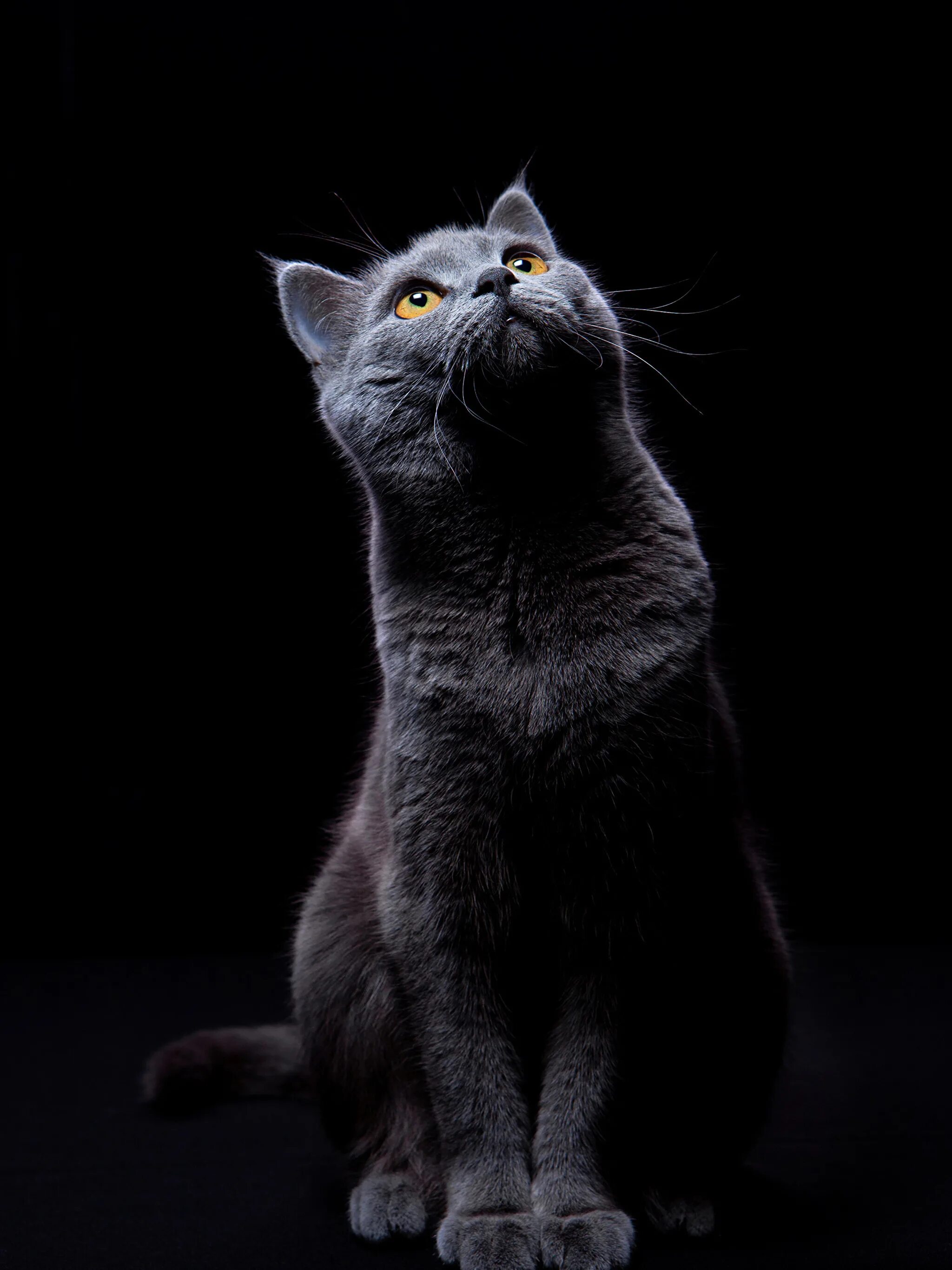 красивые котики. кошка на заставку. заставка котики. коты с телефоном. кошка на телефон вертикальный обои.