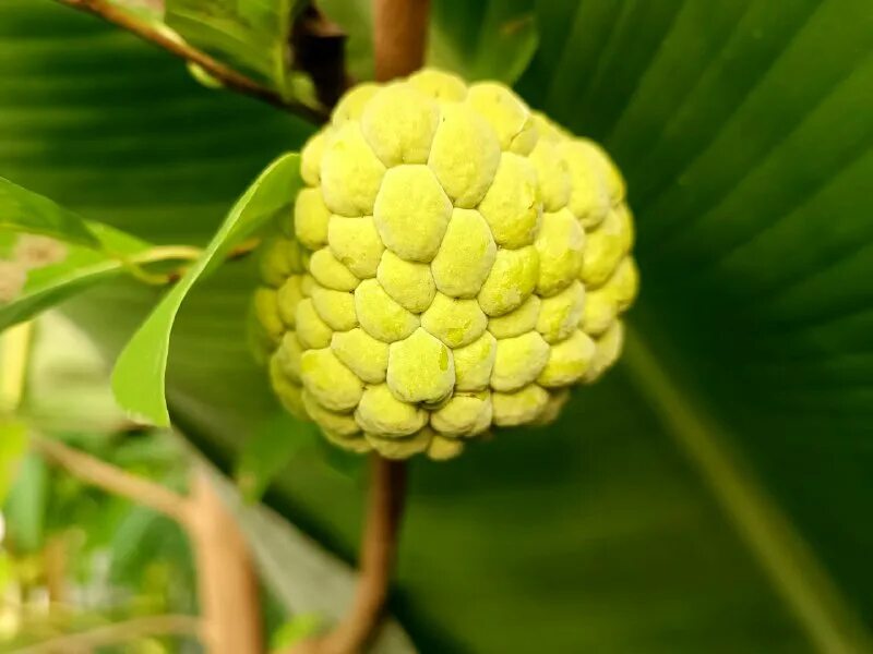 Сахарное яблоко дата выхода серий. Сахарное яблоко аниме. Аниме sugar apple fairytale скриншоты шарль. Аннона сладкая дерево. Аннона пурпурная.