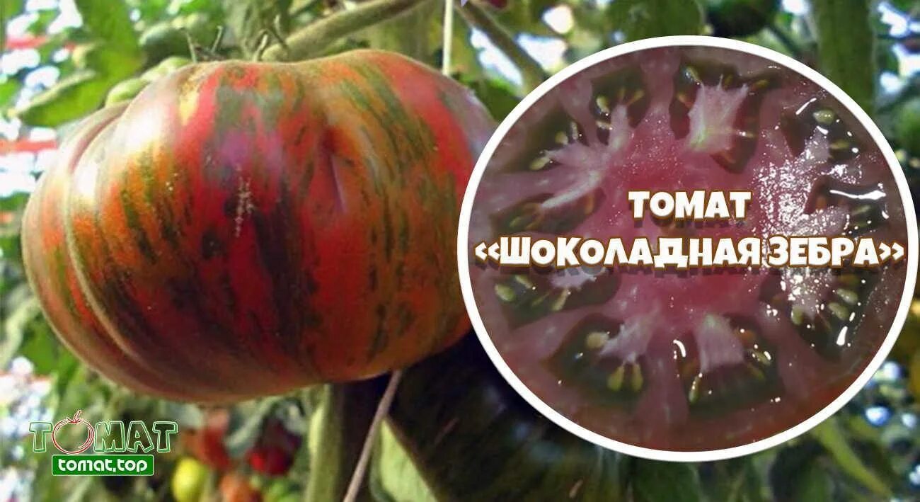 Томат шоколадная глазурь - купить по низкой цене на Яндекс Маркете