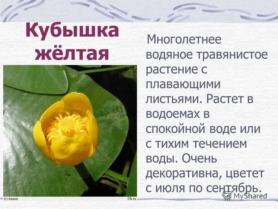 чайник мышка в сыре. кувшинка белая и кубышка желтая. сыр мышь чайник растение из красной книги. венерин башмачок. сыр мышь чайник растение из красной книги.