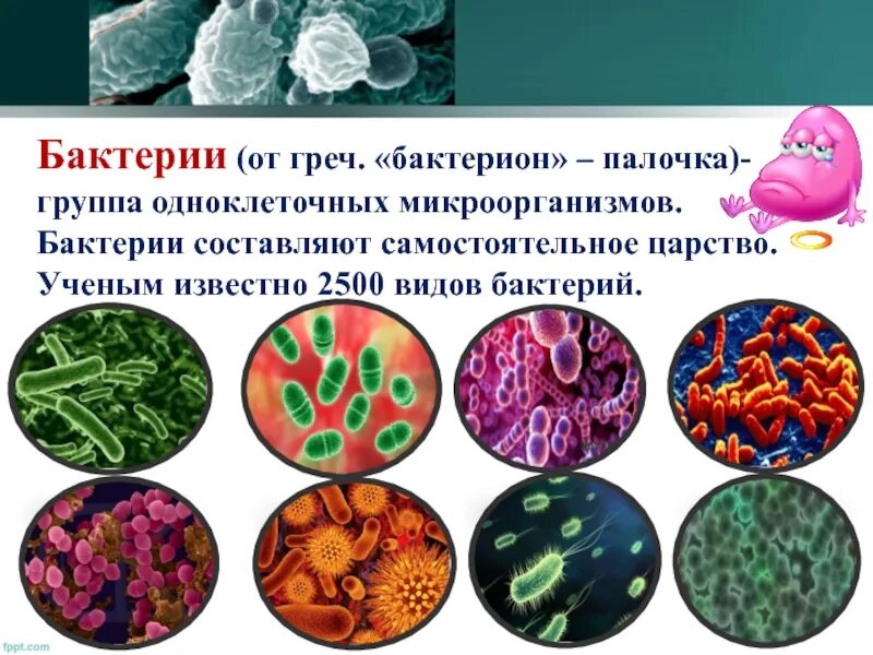 Чем можно объяснить разнообразие бактерий. Представители царства бактерий 3 класс. представители царства бактерий 5 класс. представители царства бактерий 2 класс. царство бактерий названия.