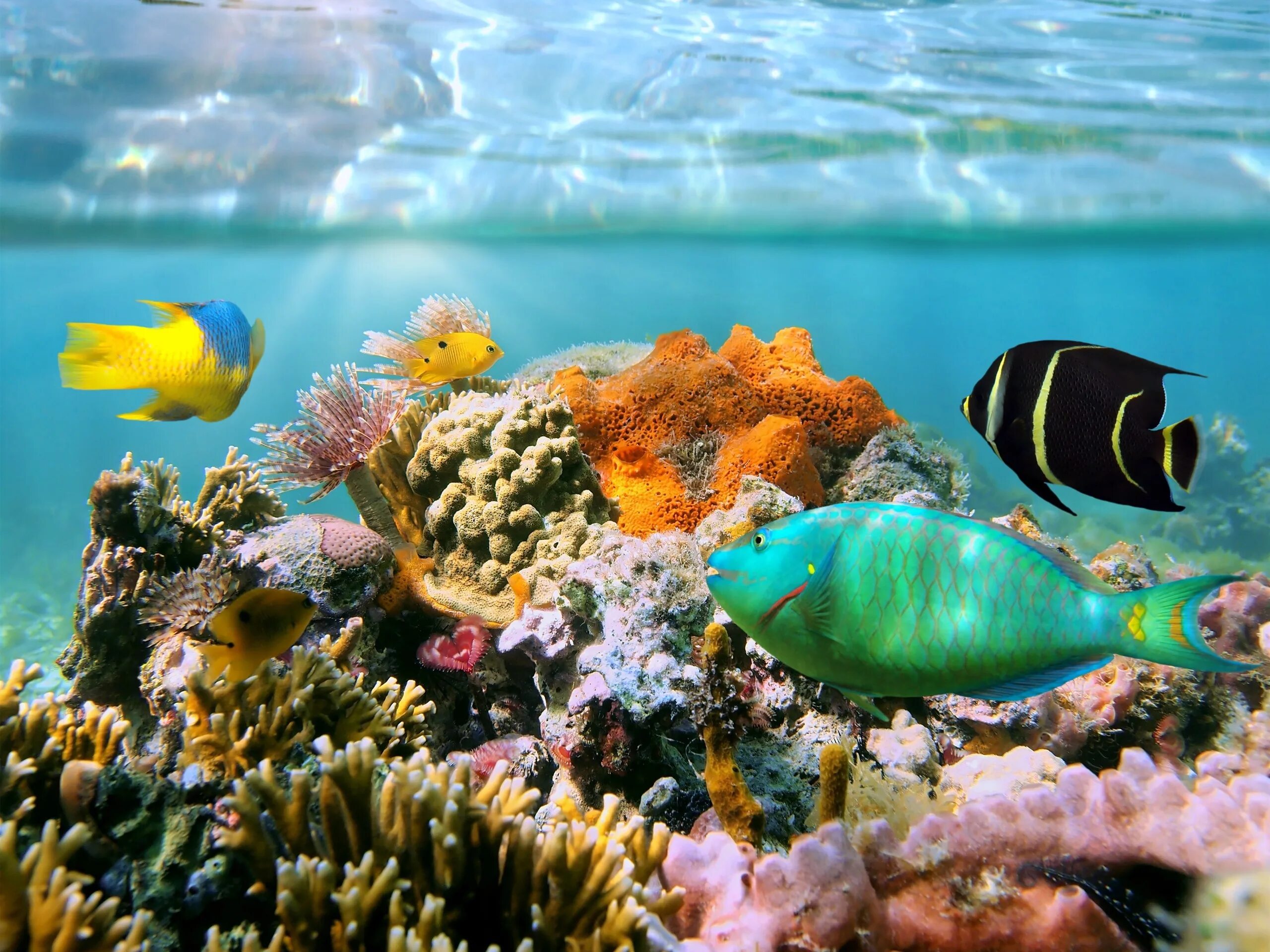 Рыбы кораллового рифа. Тропические рыбки коралловый риф. Рыбки Египта коралловый риф Петушки. Рифы в океане.