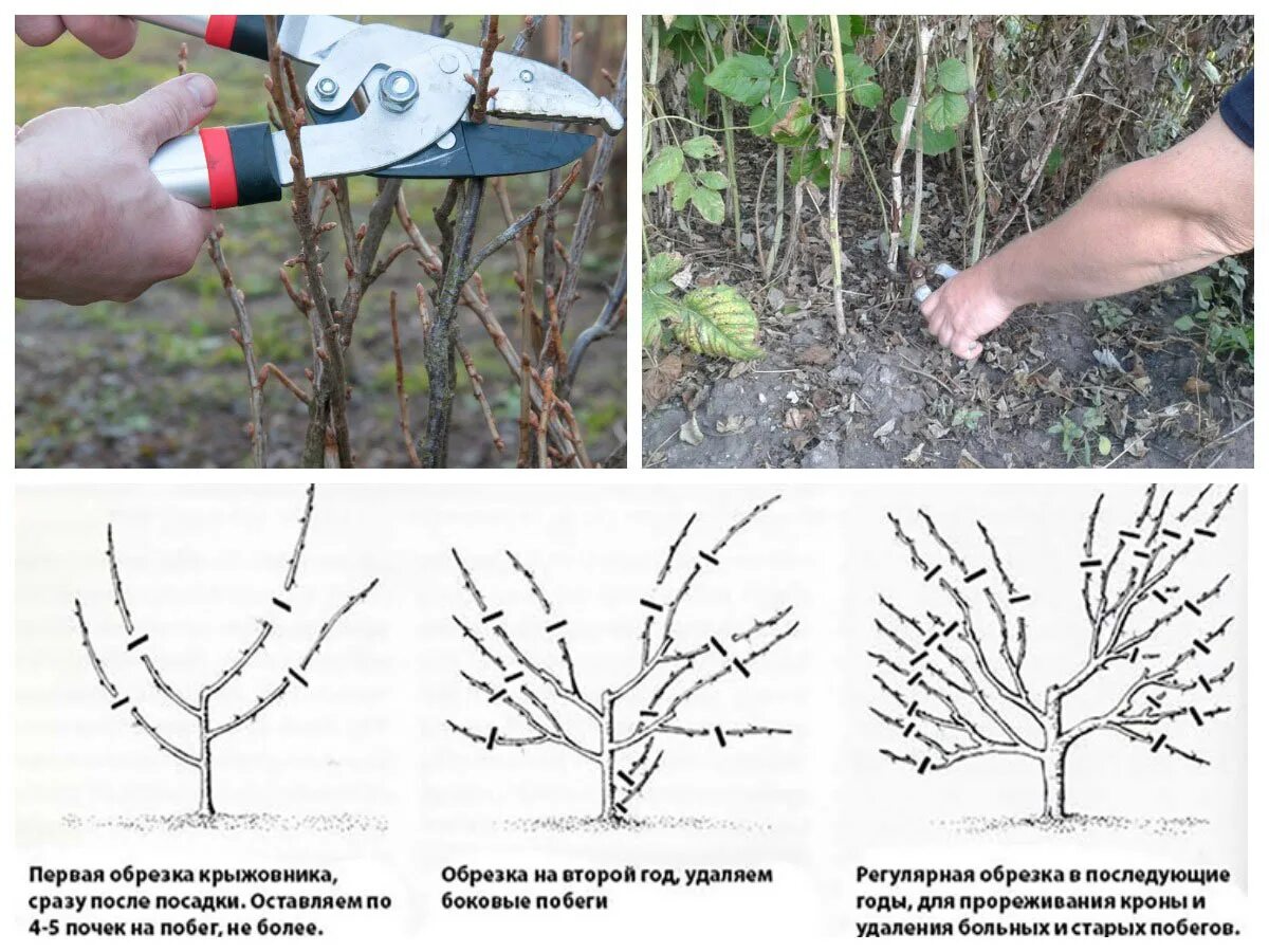 Обрезка крыжовника весной для начинающих в картинках. Весенняя обрезка крыжовника. Обрезка крыжовника весной схема. Схема обрезки кустарников. Обрезка крыжовника осенью.