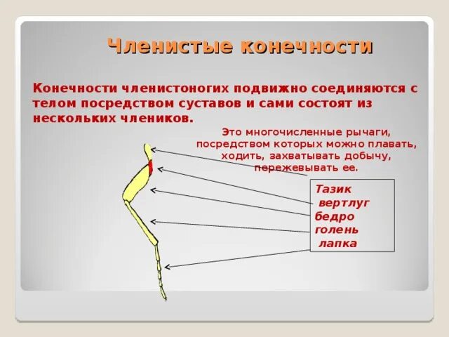 Конечности членистоногих. Членистые конечности членистоногих. Членистоногие строение конечностей. Строение ног членистоногих. Конечности беспозвоночных