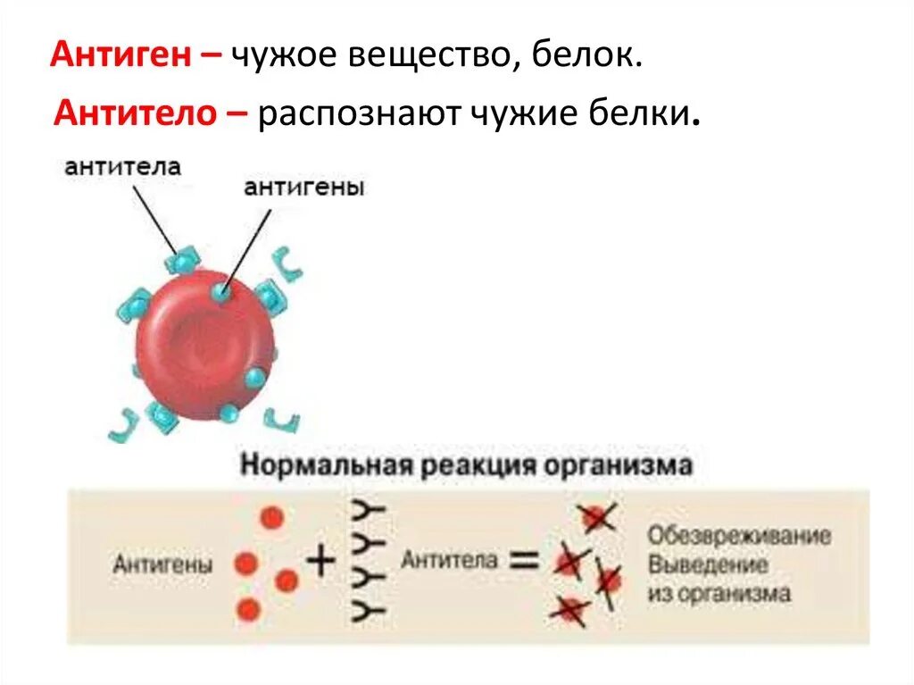 Выработка организмом антител. Антитела и антиген отличие. Белки антитела и антигены. Система антиген антитело. Антигены вызывающие в организме образование антител.