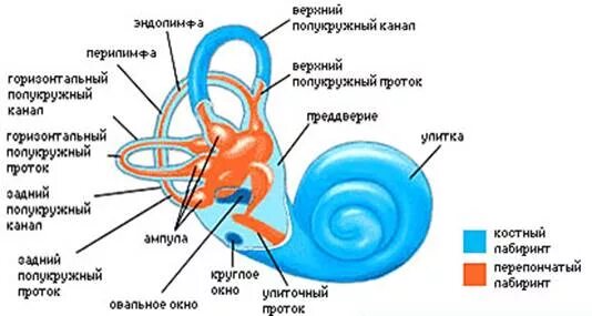 Вестибулярный аппарат таблица. Строение и функции вестибулярного аппарата. Рис 88 вестибулярный аппарат. Строение вестибулярного аппарата человека схема. Строение периферического отдела вестибулярного аппарата.