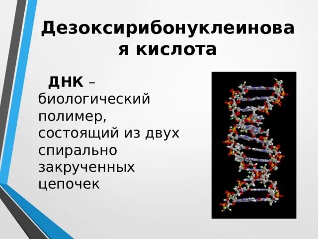 Презентация на тему ДНК. ДНК биологический полимер. Презентация ДНК 10 класс. ДНК состоит из.