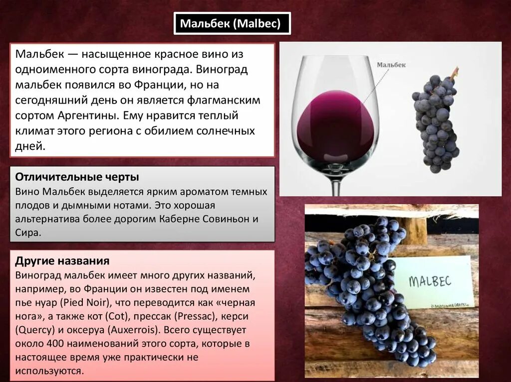 Какой виноград красного вина. Красное вино из винограда сорта Мальбек. Мальбек сорт винограда. Мальбек сорта чёрного винограда. Виноград сорта Мальбек вина.