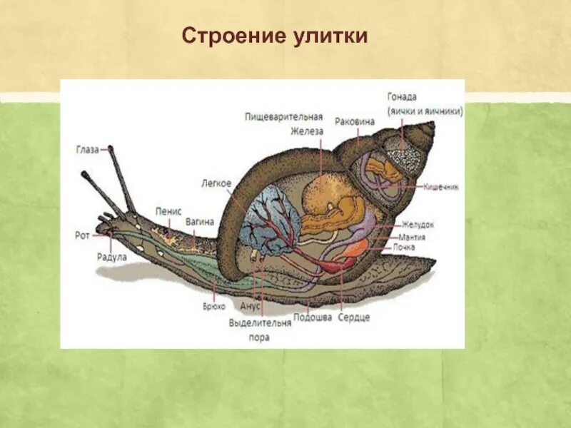 Виноградная улитка орган. Строение ахатинской улитки внутреннее. Строение улитки ахатины. Анатомия улитки ахатины. Внутреннее строение виноградной улитки.