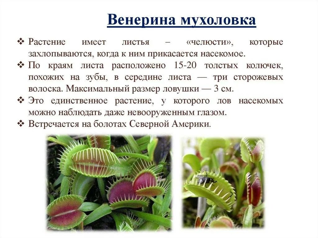 Венерина мухоловка Тип питания. Дионея, Венерина мухоловка (Dionaea muscipula) 3 сем. Венерина мухоловка цветение в природе. Венерина мухоловка фотосинтез.