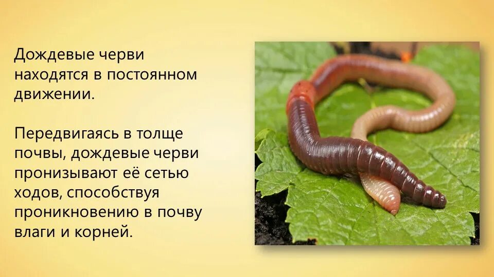 Прочитай рассказ уважайте жизнь дождевого червя. Прочитай рассказ уважайте жизнь дождевого червя