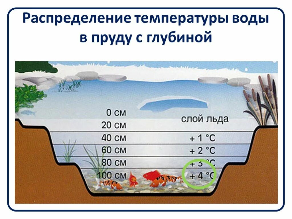 Какой температуры сегодня вода. Распределение температуры воды в водоеме. распределение температур в водоеме. глубина пруда. средняя глубина пруда.
